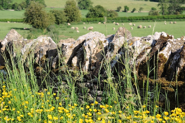 Ściana z kamienia w angielskiej wsi w Cotswolds