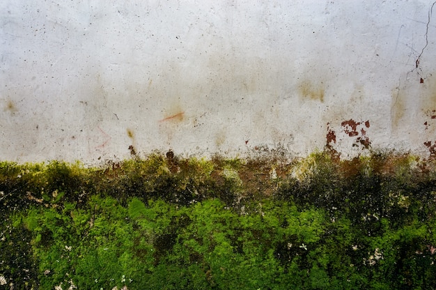 Bezpłatne zdjęcie Ściana z mchu