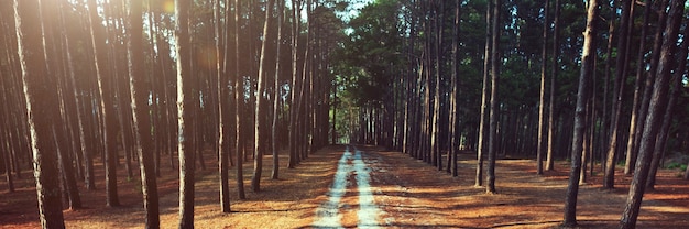 Bezpłatne zdjęcie Ścieżka forrest wsi śladu natury pojęcie