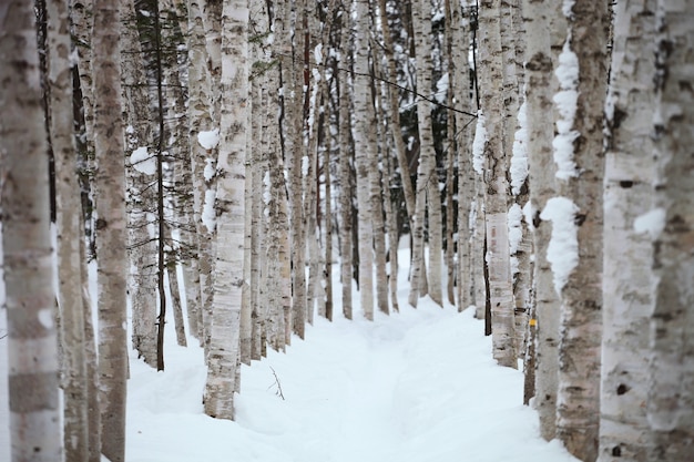 Ścieżka otoczona drzewami pokrytymi śniegiem na Hokkaido w Japonii