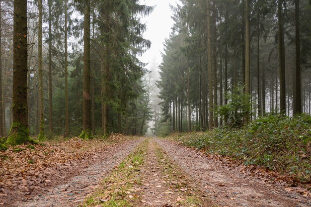 Ścieżka pokryta liśćmi w środku lasu z zielonymi drzewami