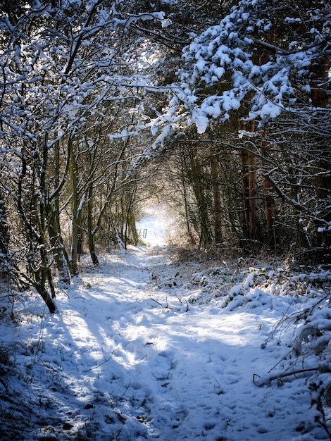 Bezpłatne zdjęcie Ścieżka pokryta śniegiem i otoczona drzewami w parku
