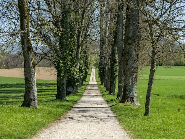 Ścieżka pośrodku parku otoczona wysokimi drzewami