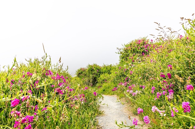 Ścieżka przyrodnicza między dzikimi kwiatami na wybrzeżu Oregonu