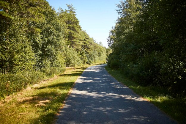 Ścieżka rowerowa przez las