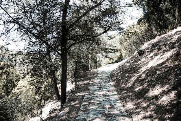 Bezpłatne zdjęcie Ścieżka w lesie na wzgórzu wśród drzew w słonecznym dniu