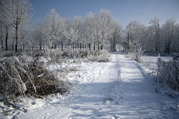 Ścieżka w parku otoczonym drzewami pokrytymi śniegiem w świetle słonecznym w ciągu dnia