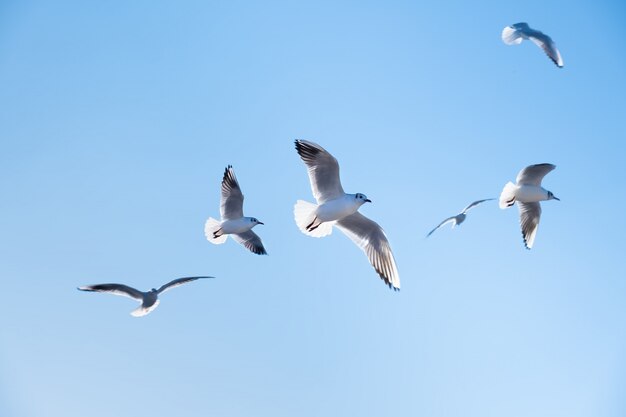 Seagulls ptaki latają w niebieskim niebie