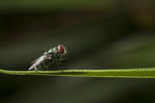 Selekcyjna ostrość mały insekta obsiadanie na trawa liściu