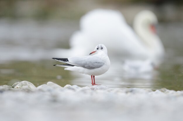 Selekcyjna ostrość seagull pozycja na skale blisko wody