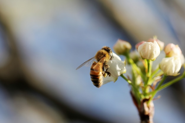 Selekcyjny zbliżenie strzał pszczoły miodnej zbieracki nektar na białym kwiacie