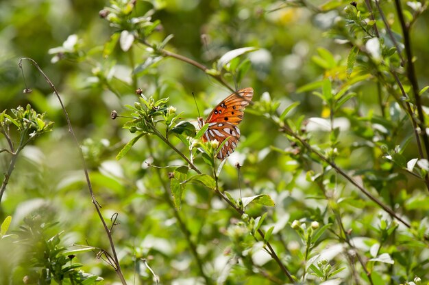 Selektywna ostrość strzelająca motyl na zielonej roślinie