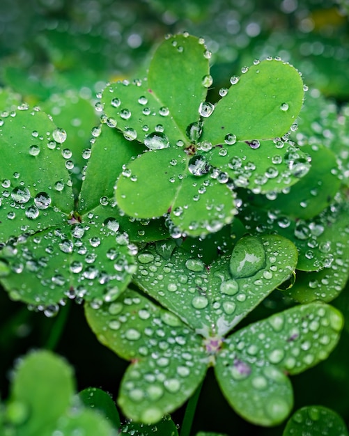 Selektywne fokus shot of dewdrops na zielonych liści