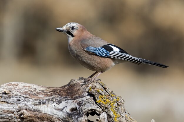 Selektywne fokus strzał Blue Jay siedzącego na grubej gałęzi drzewa