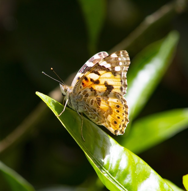 Selektywne fokus strzał Cętkowany żółty motyl na zielonym liściem