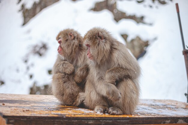 Selektywne fokus strzał dwóch makaków małp siedzących obok siebie