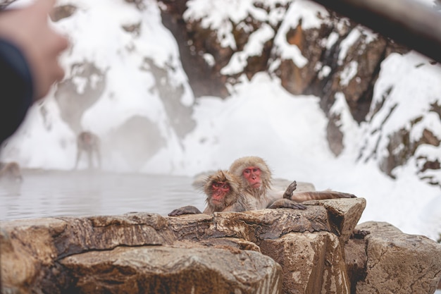Selektywne fokus strzał dwóch mokrych makaków w oddali w pobliżu wody