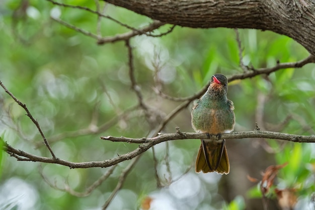 Bezpłatne zdjęcie selektywne fokus strzał egzotycznego ptaka siedzącego na gałęzi drzewa