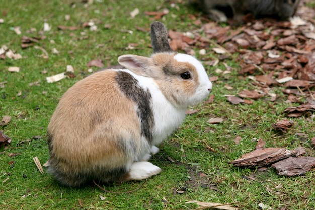 Bezpłatne zdjęcie selektywne fokus strzał królika na podwórku