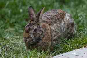Bezpłatne zdjęcie selektywne fokus strzał ładny brązowy królik siedzi na polu pokrytym trawą