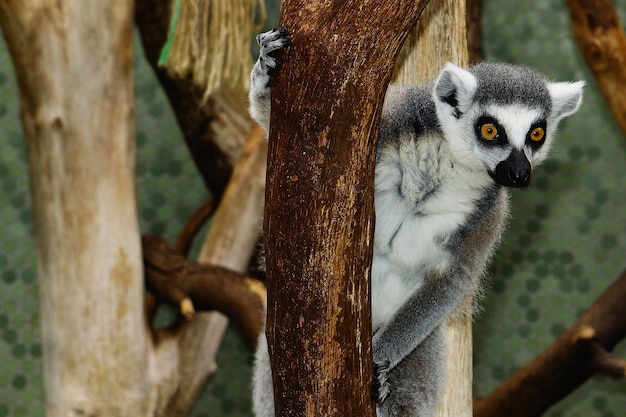 Bezpłatne zdjęcie selektywne fokus strzał lemur katta trzymający się na gałęzi drzewa z rozmytym tłem