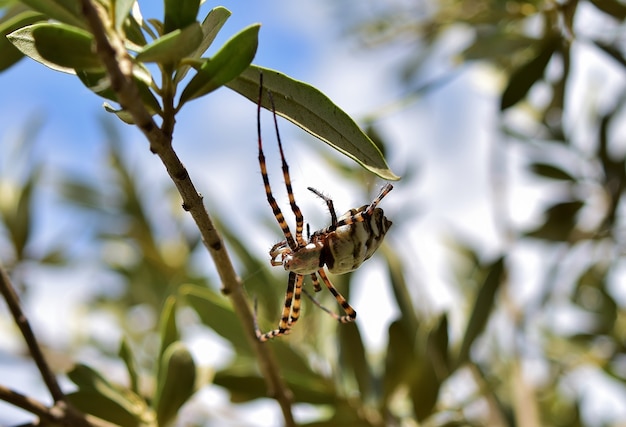 Selektywne fokus strzał Lobed Argiope Spider na gałęzi drzewa oliwnego