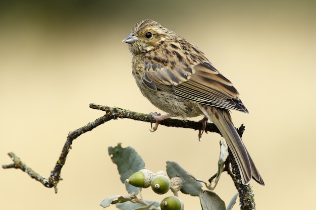 Selektywne fokus strzał młodego Cirl Bunting z posiedzenia na gałęzi dębu rozmyte tło