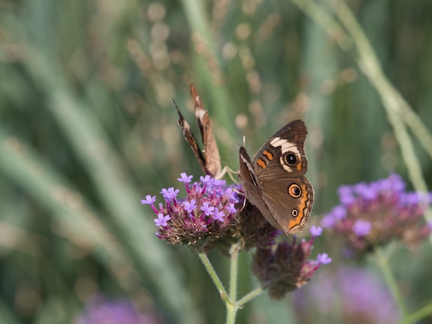 Selektywne fokus strzał motyla Speckled drewna na mały kwiat