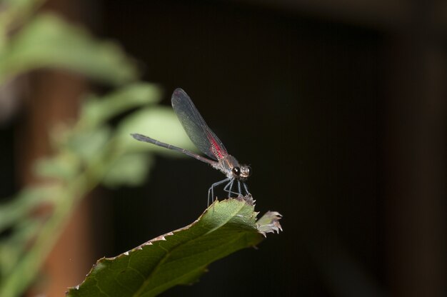 Selektywne fokus strzał owad skrzydlaty sieci siedzi na liściu