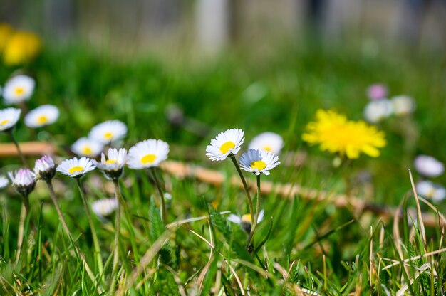 Selektywne fokus strzał pięknych białych kwiatów daisy na polu pokrytym trawą