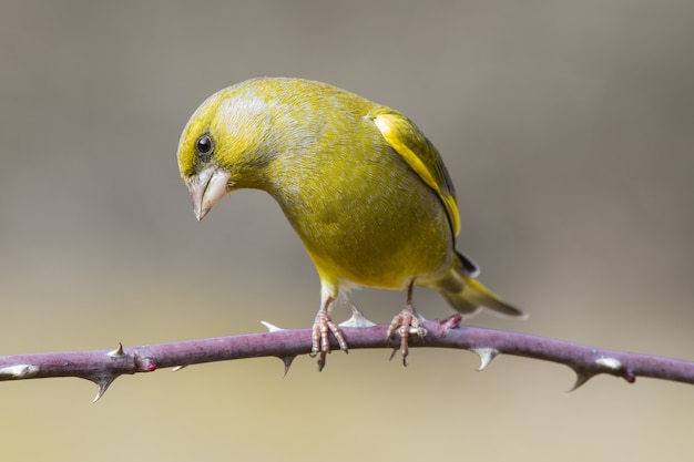 Selektywne Fokus Strzał Ptaka Greenfinch Siedzący Na Ciernistej Gałęzi Z Rozmytym Tłem