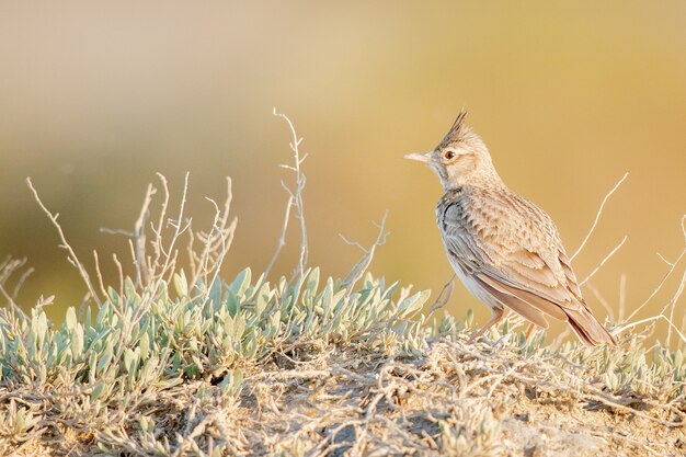 Selektywne fokus strzał rufous naped skowronek przysiadła w trawie