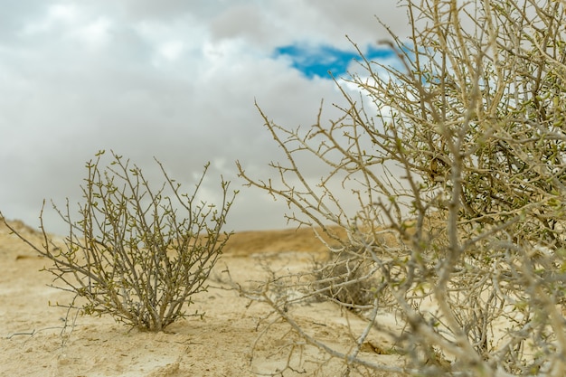 Bezpłatne zdjęcie selektywne fokus strzał suchych krzewów na piasku przy zachmurzonym niebie szarym