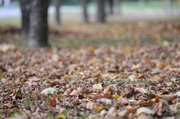 Selektywne fokus strzał suchych liści na ziemi