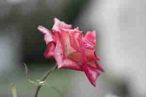Bezpłatne zdjęcie selektywne fokus strzał świeżej różowej róży w ogrodzie