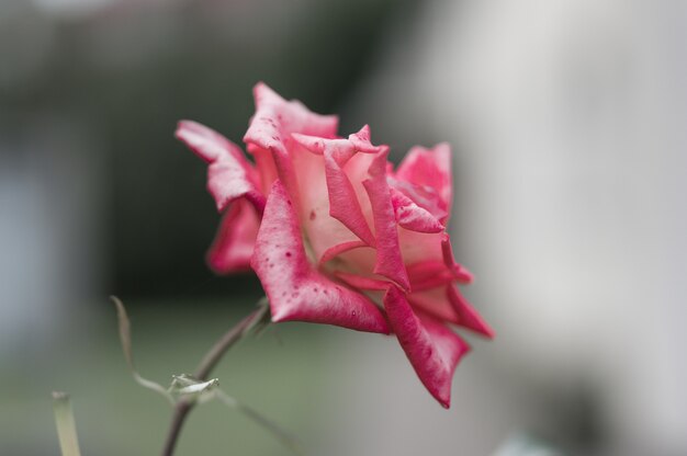Selektywne fokus strzał świeżej różowej róży w ogrodzie