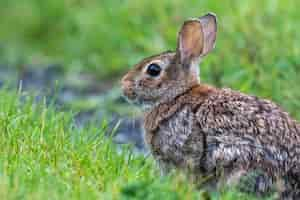 Bezpłatne zdjęcie selektywne fokus strzał wschodniego królika cottontail na zielonym polu