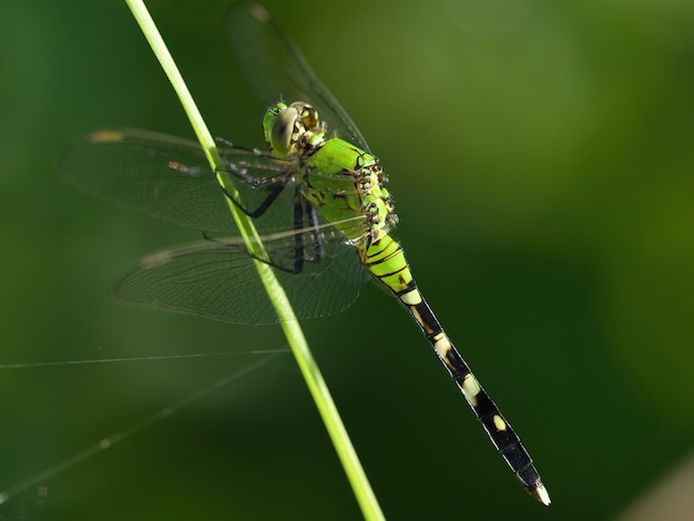 Selektywne fokus strzał z Dragonfly siedzi na kwiatku