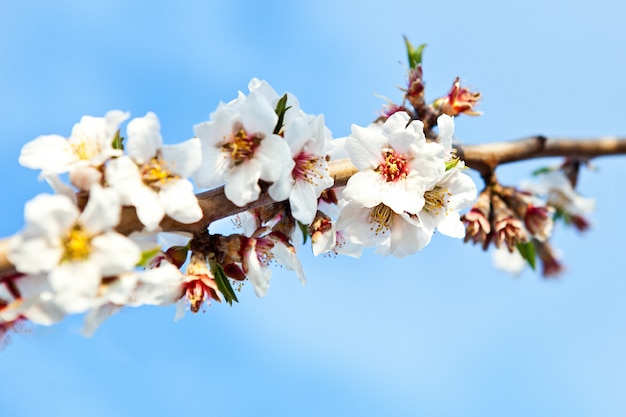 Selektywne fokus strzał z gałęzi wiśniowego drzewa z pięknymi kwitnących białych kwiatów