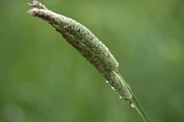 Selektywne fokus strzał zielona trawa pszeniczna z kropli wody