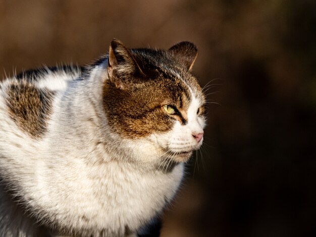 Selektywne fokus zdjęcia bezpańskiego kota w lesie Izumi w Yamato w Japonii w ciągu dnia