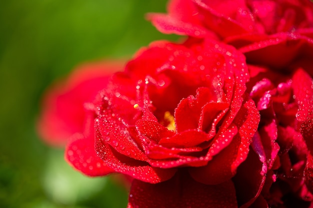 Selektywne skupienie jaskrawoczerwonych róż z kilkoma kroplami na nich