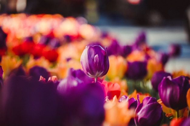Selektywne skupienie kwiatu tulipana