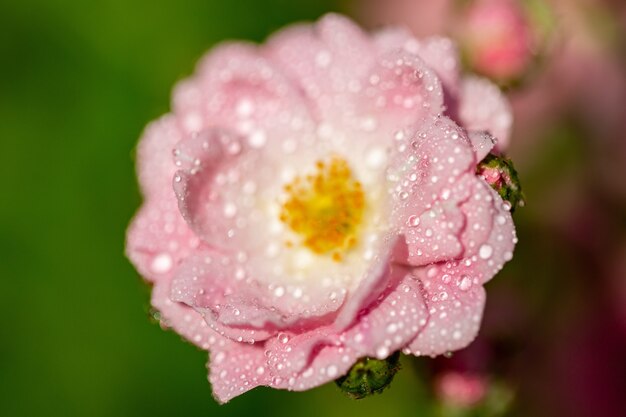 Selektywne skupienie różowego kwiatu z kilkoma kroplami na płatkach