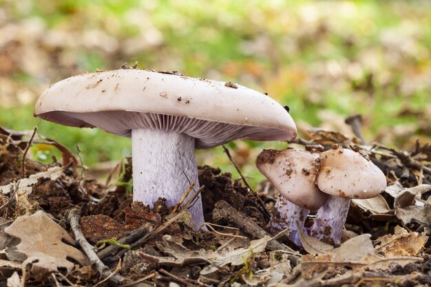 Selektywne skupienie się na grzybach rosnących w glebie