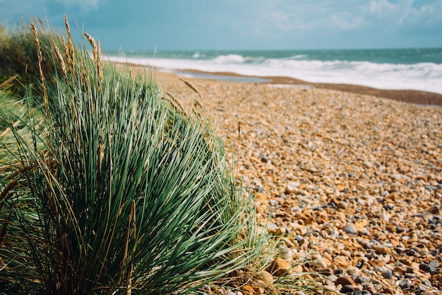 Bezpłatne zdjęcie selektywne skupienie się na kamienistej plaży z trawą i falującym oceanem lśniącym pod promieniami słońca