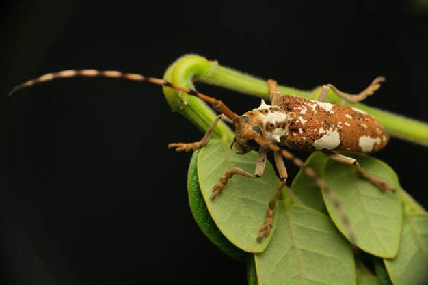 Bezpłatne zdjęcie selektywne skupienie ujęcie chrząszcza kózkowatego (gatunek cerambycidae) na białym tle na czarnym tle