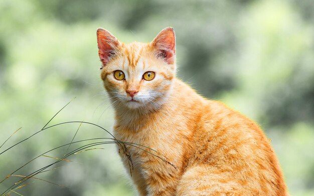 Selektywne ujęcie czerwonego pręgowanego kota Makreli patrzącego w kamerę na zielonym tle