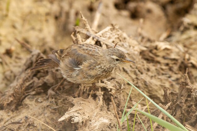 Selektywne ujęcie ostrości Anthus spinoletta lub świergotka wodnego siedzącego na ziemi