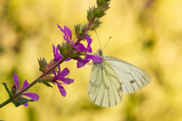 Selektywne ujęcie ostrości białego motyla na kwiatu bzu